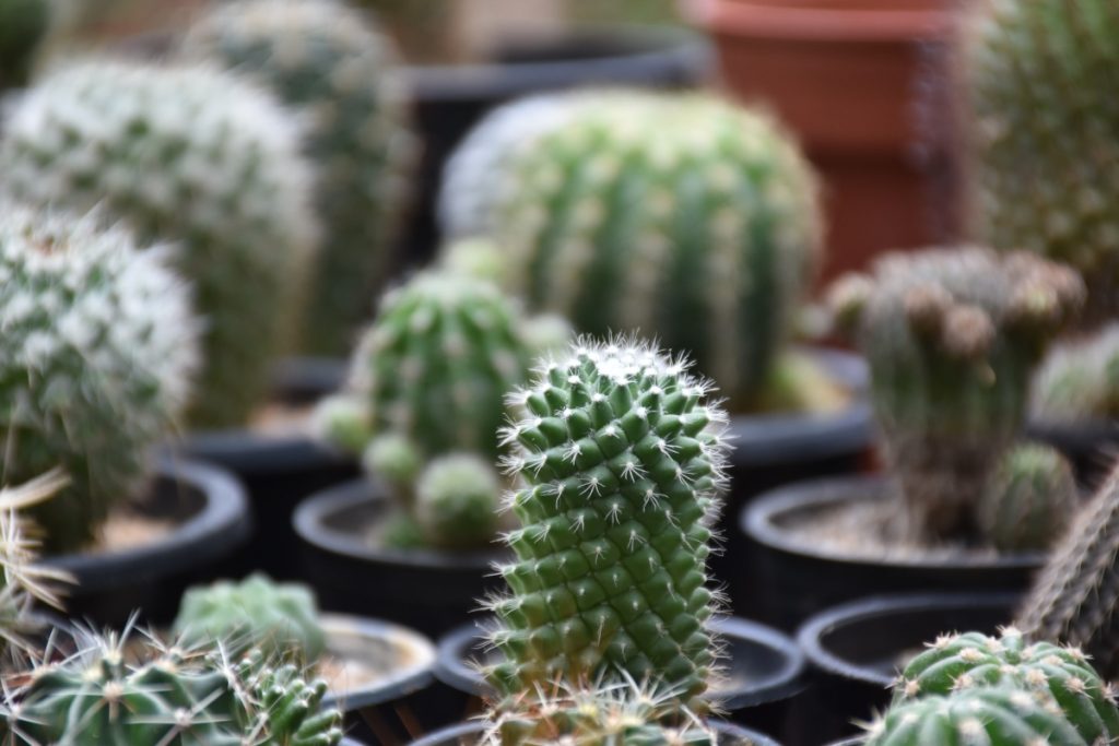 Plantas para tu oficina