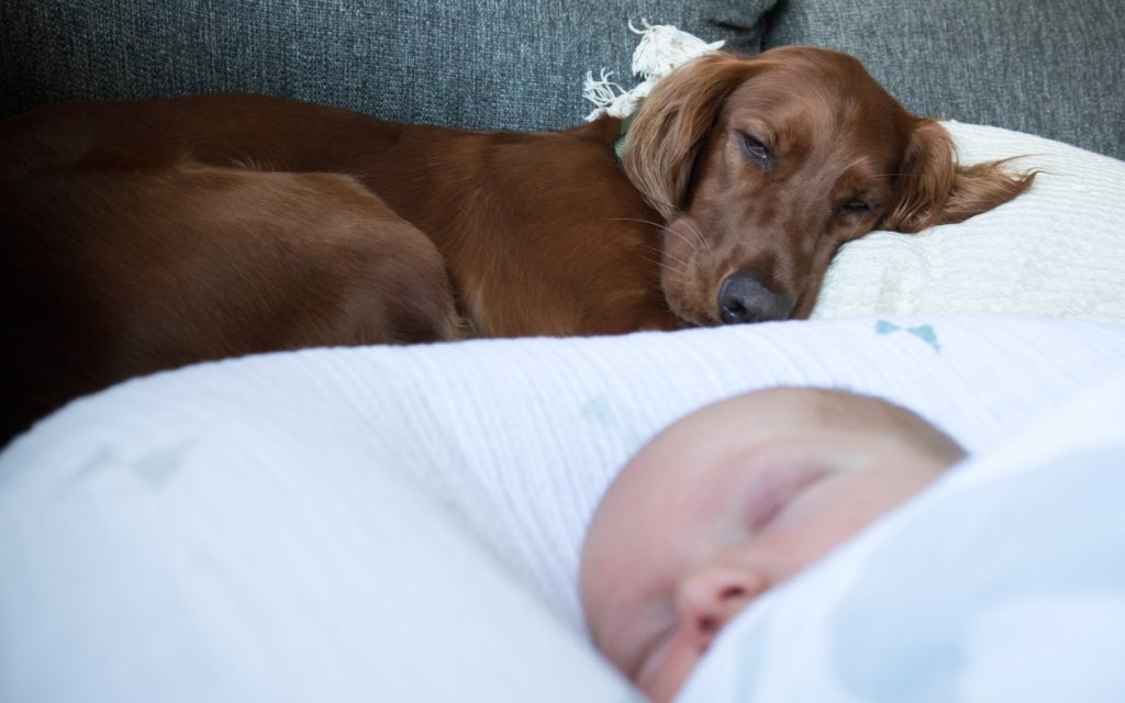 Los perros y niños pequeños siempre deben estar bajo supervisión