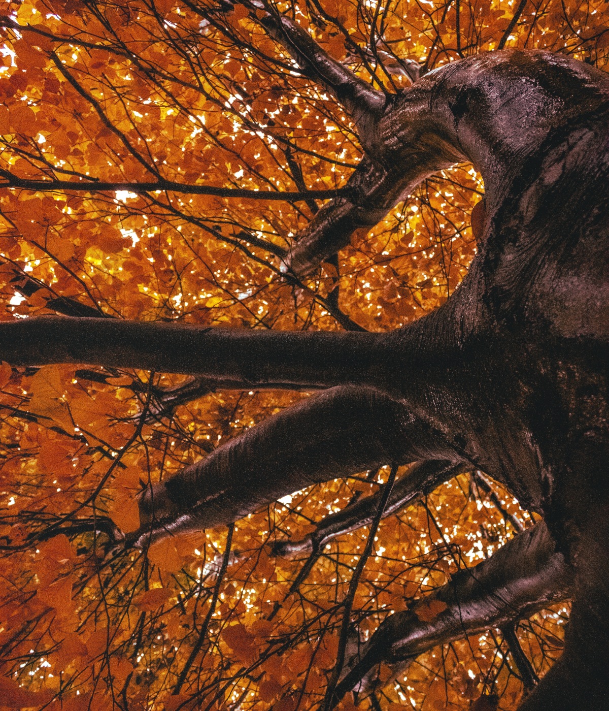 Bosque de Maple