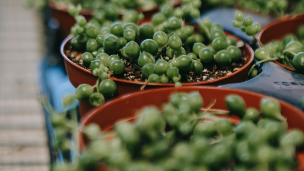 Mejores plantas para colgar