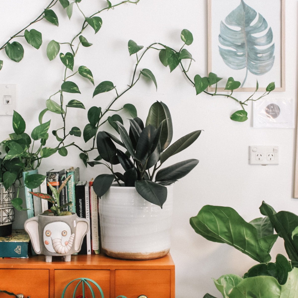 Cuidar tus plantas cuando estás de vacaciones