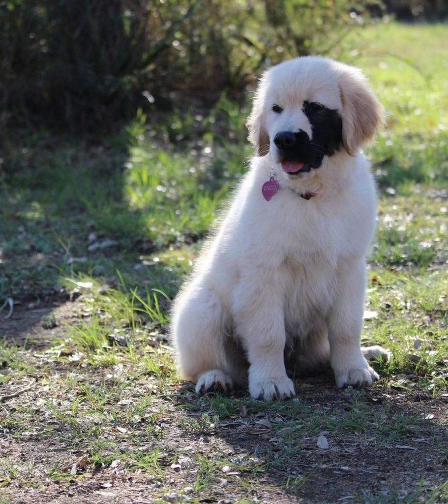 Golden con un lunar