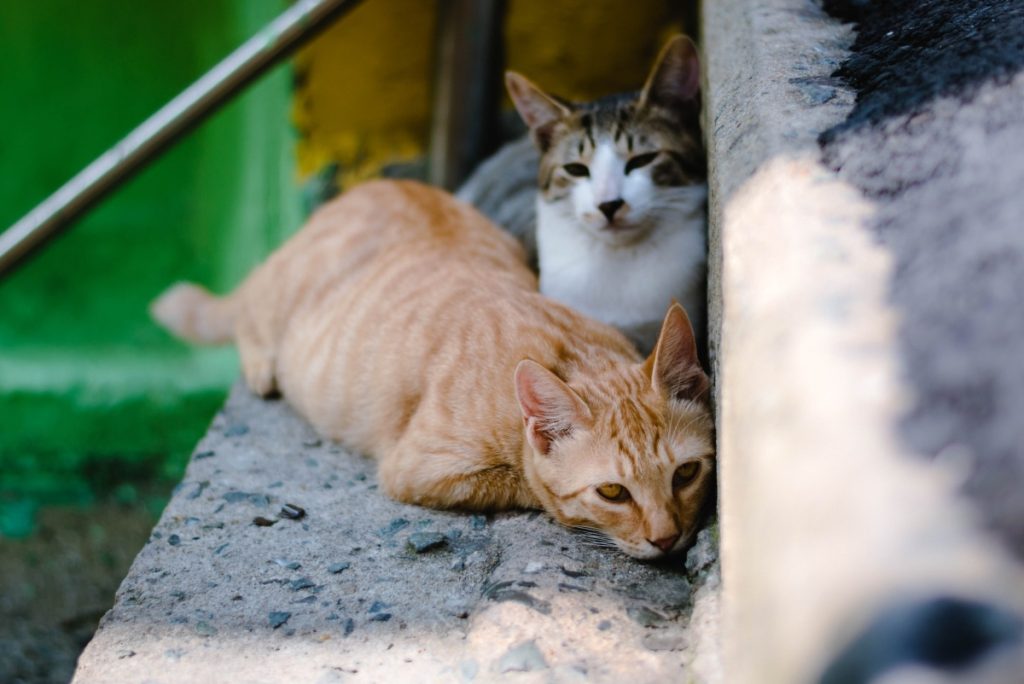 Gatos no deben salir