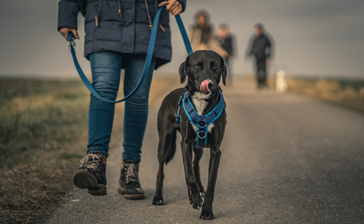 ¿Es mejor usar un collar o un arnés para pasear a tu perro?