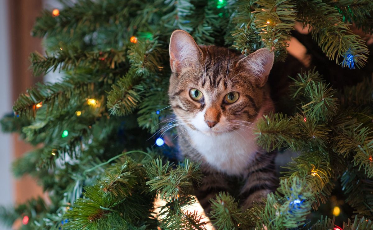 Cómo hacer tu árbol de Navidad a prueba de gatitos
