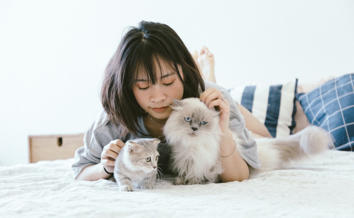 ¿Quieres adoptar un gato? 6 cosas que debes considerar antes