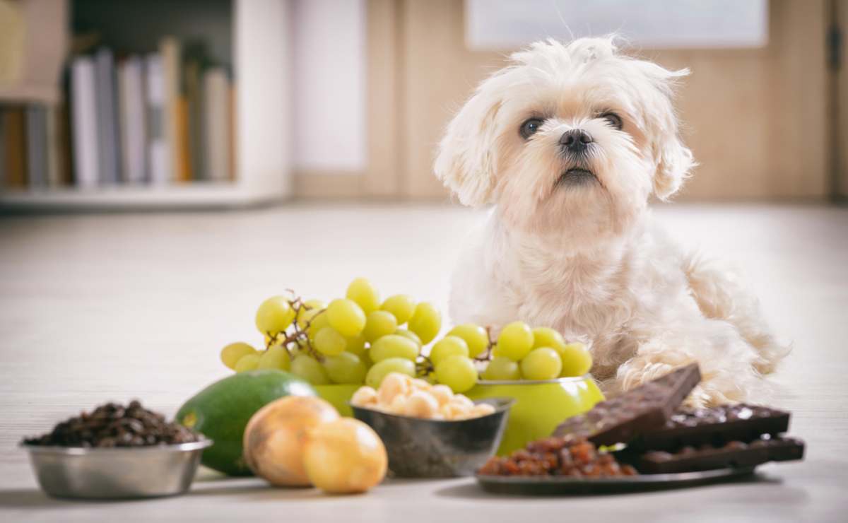Qué comida es tóxica para los perros y debes prohibir en su dieta