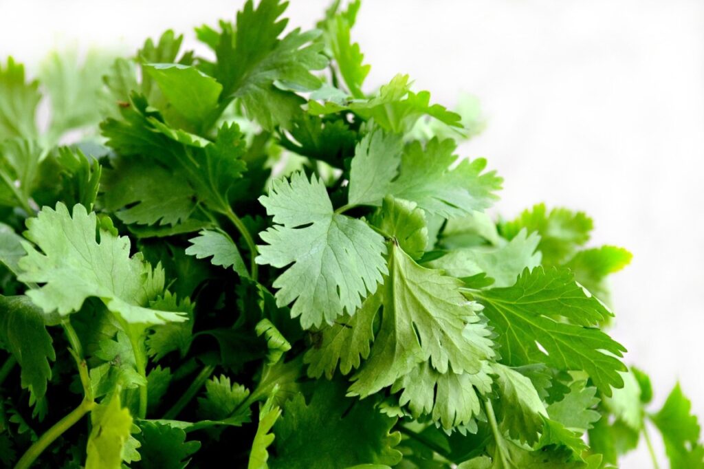 Claves para diferenciar el cilantro y el perejil a primera vista