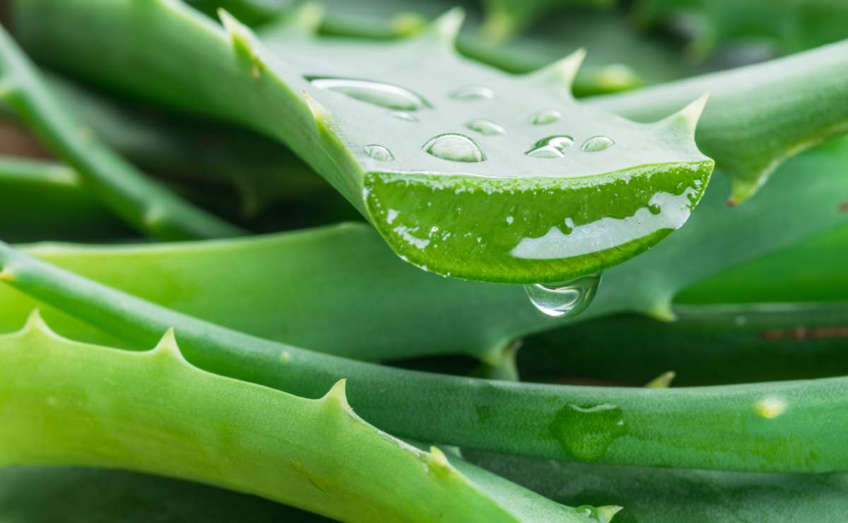 cuidados que necesita una planta de aloe vera