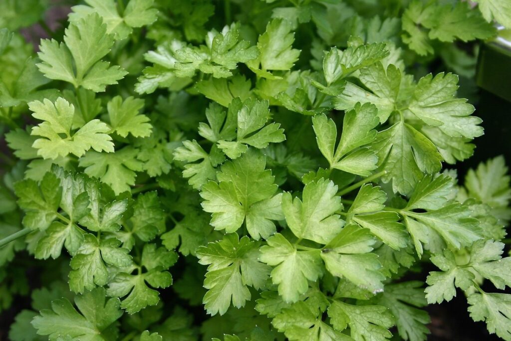 Claves para diferenciar el cilantro y el perejil a primera vista