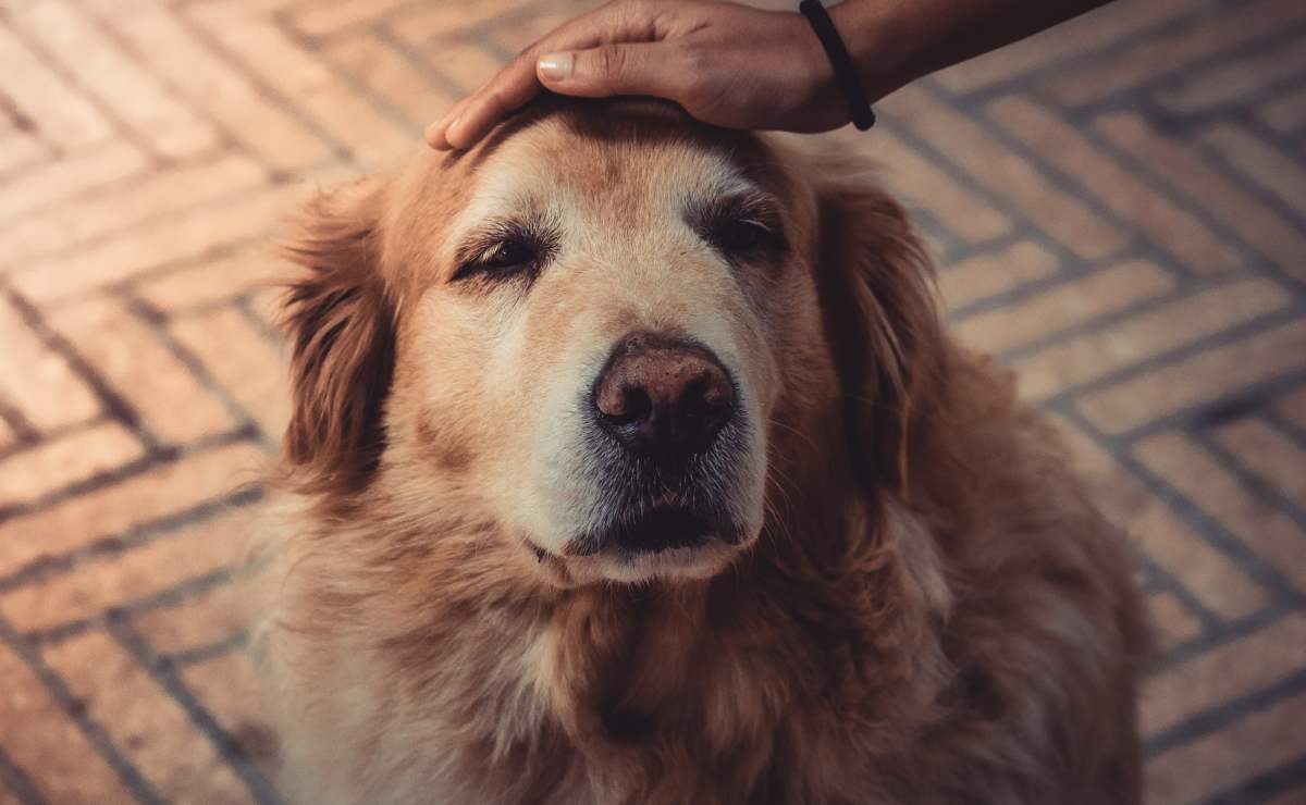 cómo cuidar un perro viejo