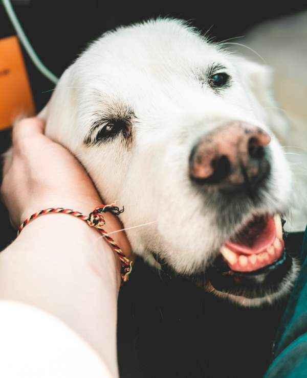 cómo cuidar un perro viejo (2)