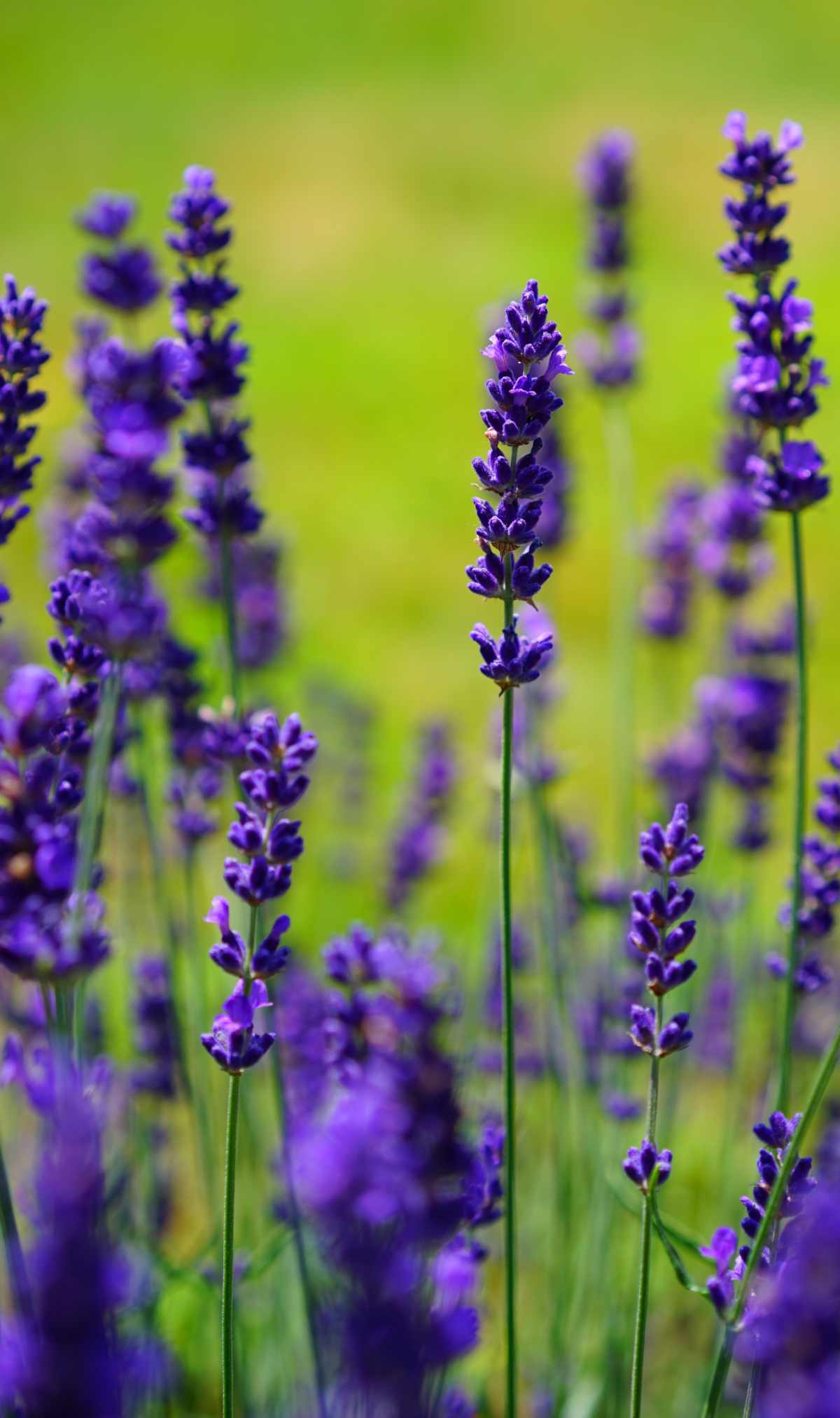 lavanda