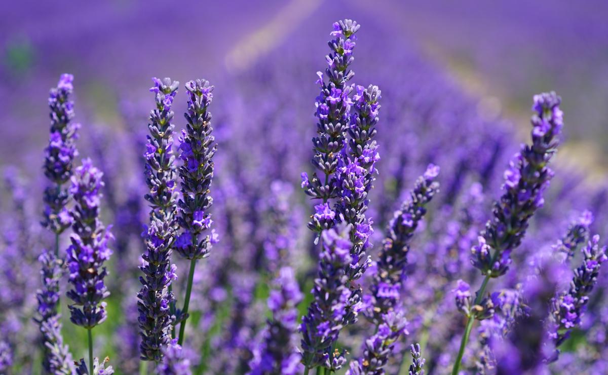 Qué cuidados necesita una planta de lavanda