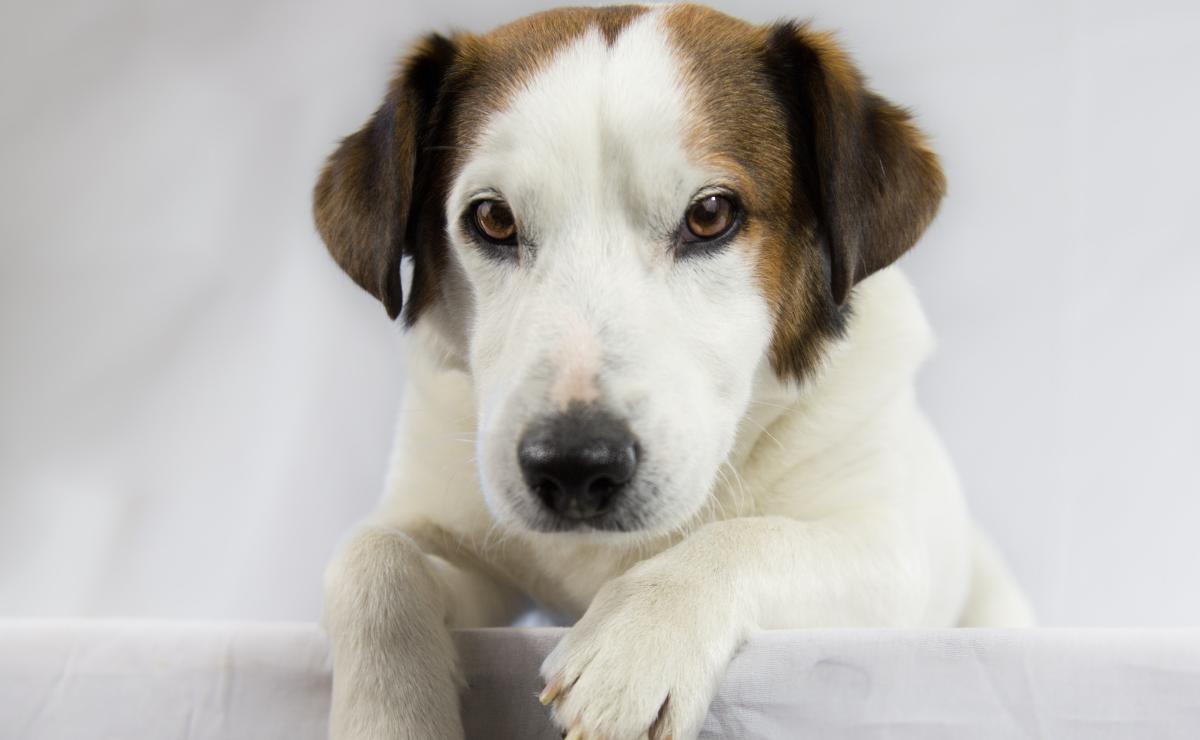 calcular la edad de un perro