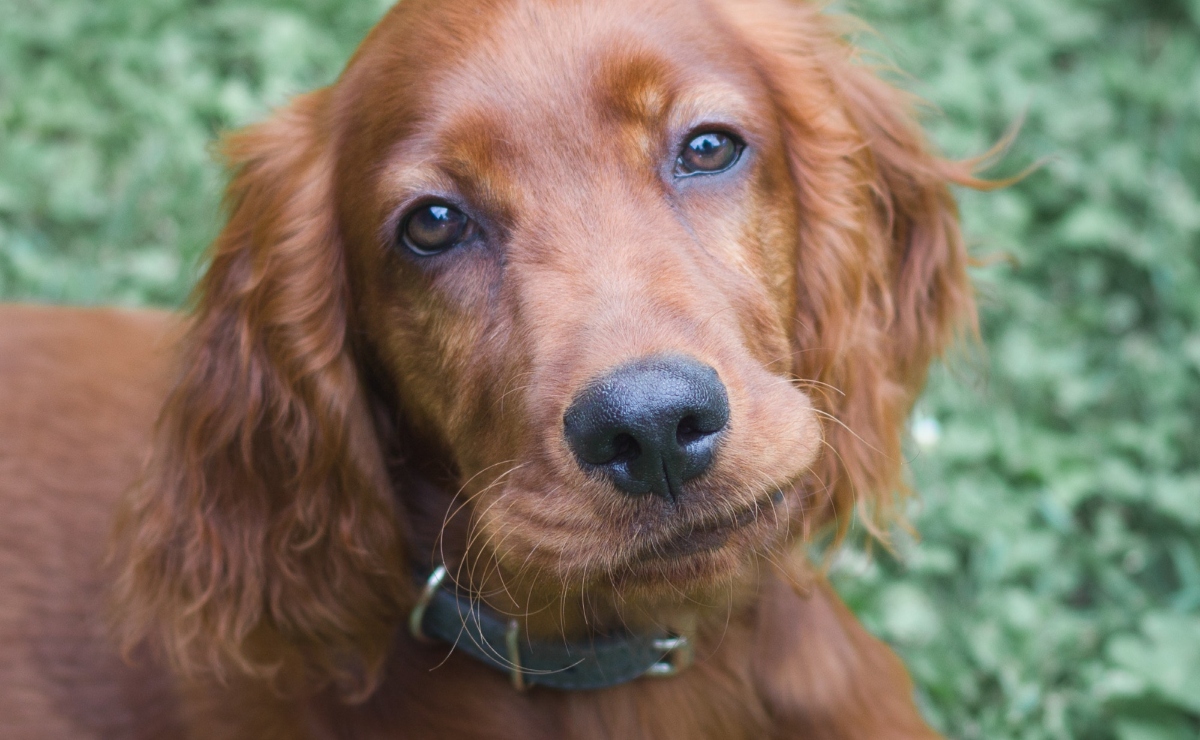 mejores razas de perros para niños