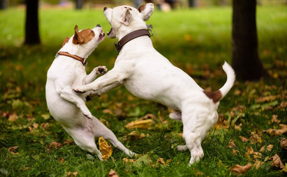 ¿Cómo detener una pelea de perros de manera segura?
