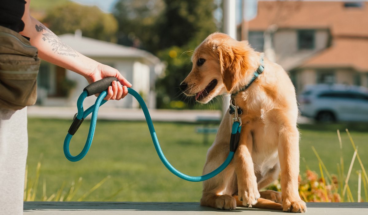 adoptar un perro