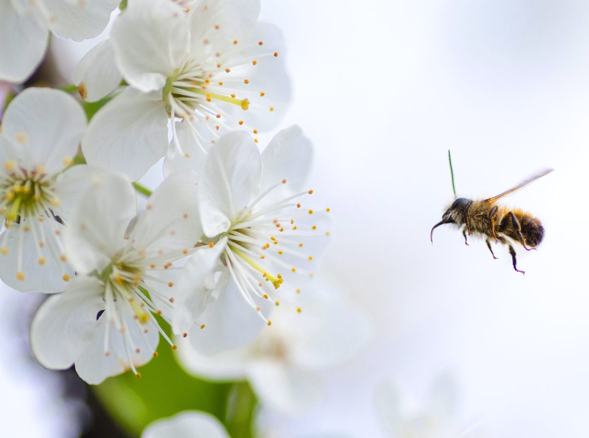 cuando te pica una abeja