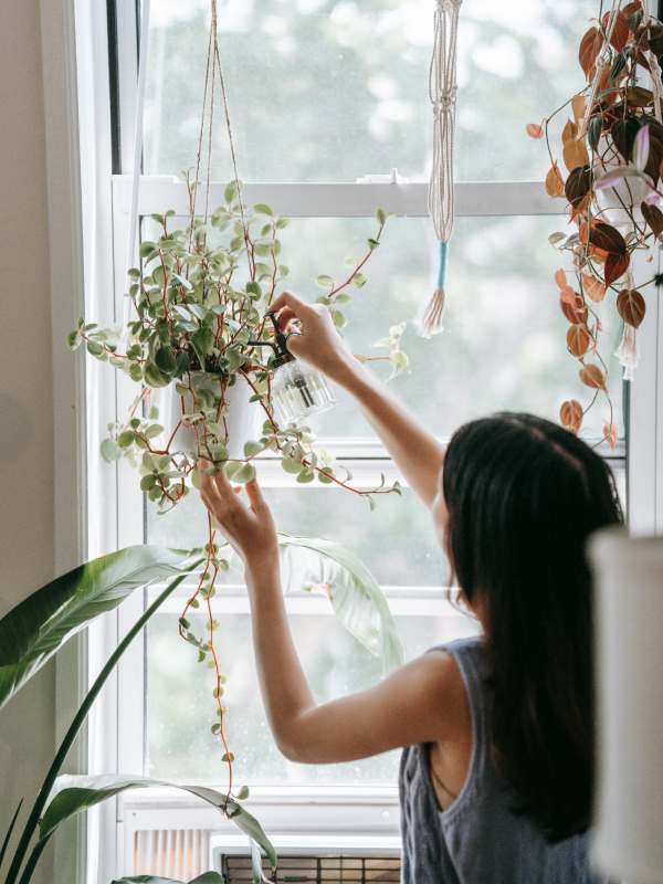 Errores que tal vez cometes al cuidar tus plantas en casa