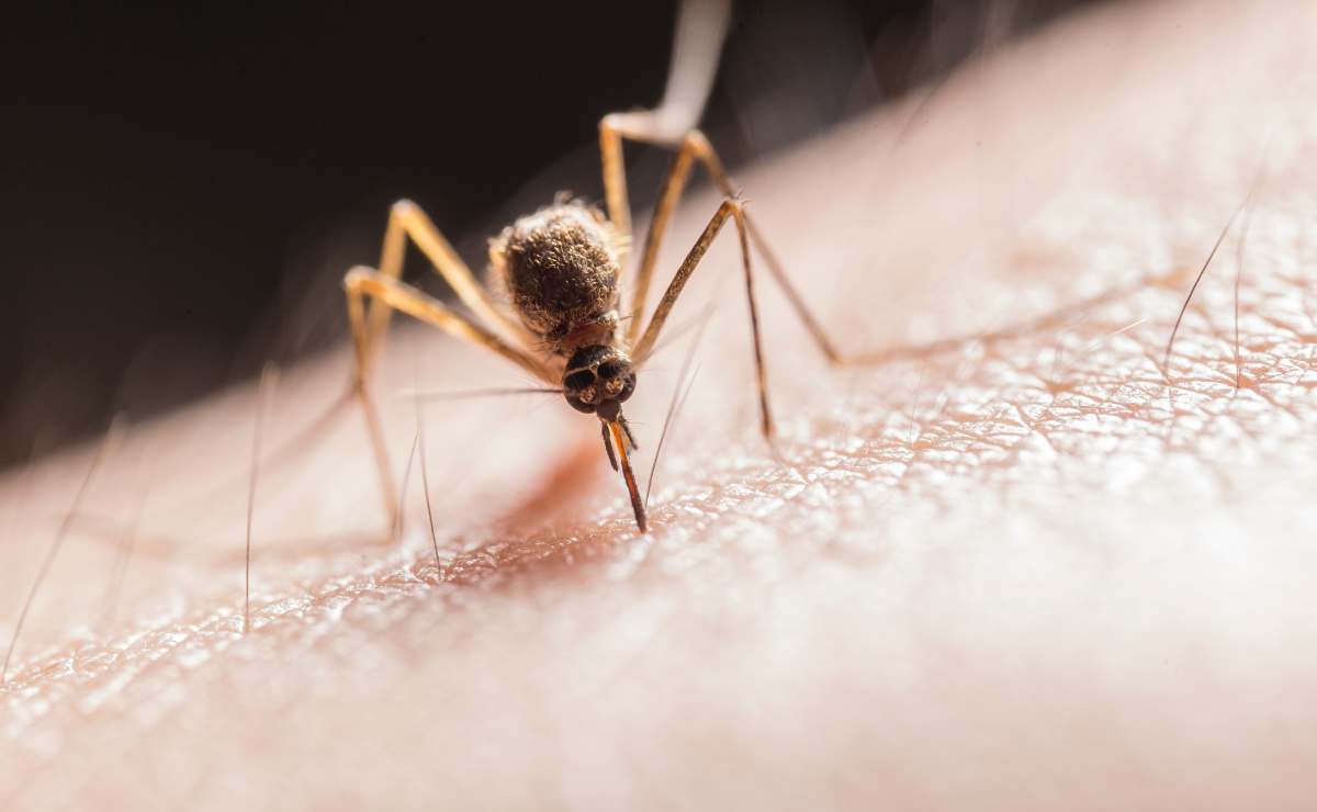 Remedios caseros para repeler a los mosquitos