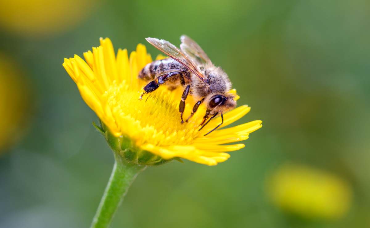 Qué hacer inmediatamente cuando te pica una abeja