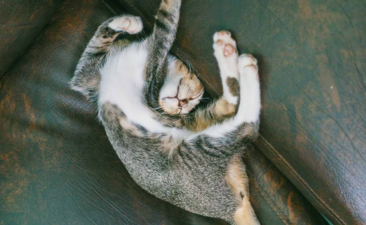 Por qué los gatos 'amasan' con sus patitas