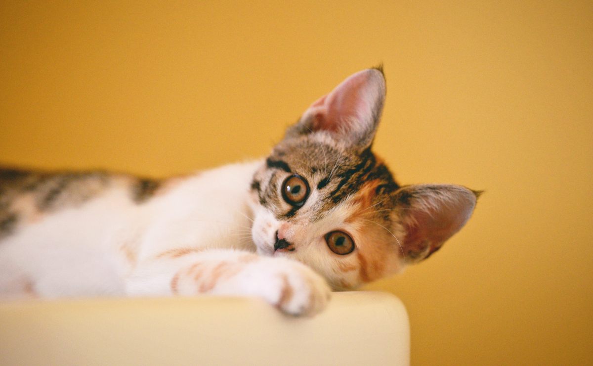 ¿Por qué los gatos ‘amasan’ con sus patitas?