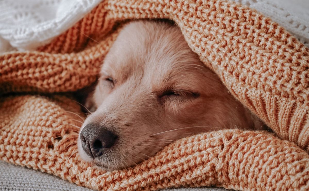 Qué significa la posición para dormir de tu perro