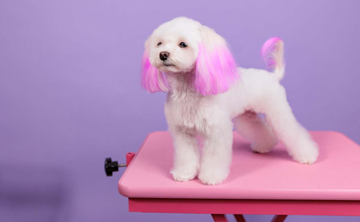 Por qué NO debes pintar el pelo de tu perro