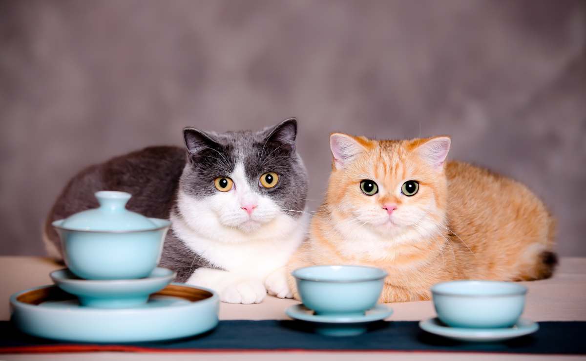 Cafés de gatos en CDMX para convivir con ‘michis’