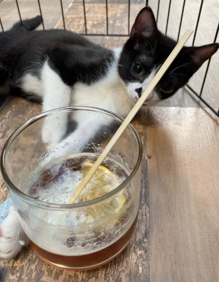 Cafés de gatos en CDMX para convivir con 'michis'