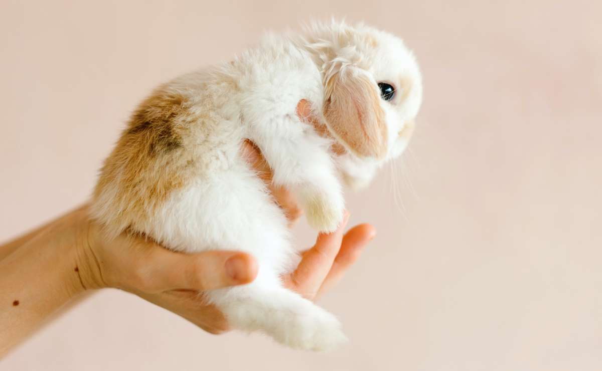 Qué necesitas saber para tener un conejo de mascota