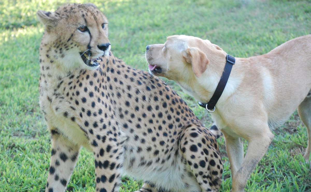 Viral; el perro y el guepardo que se volvieron mejores amigos