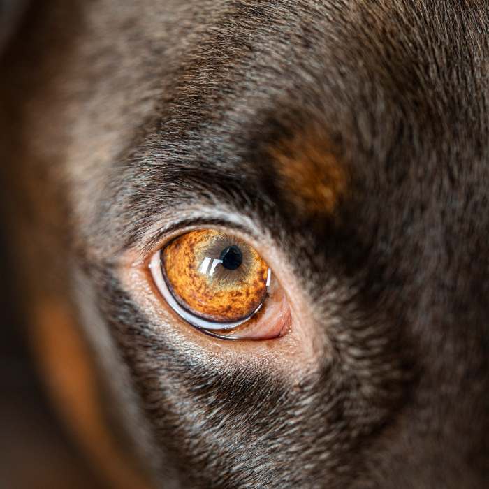 ¿Es cierto que los perros solo ven en blanco y negro?