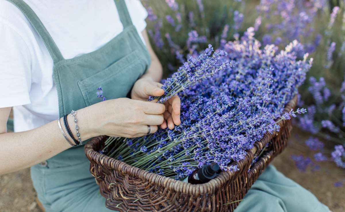 10 poderosas razones para tener lavanda en tu hogar