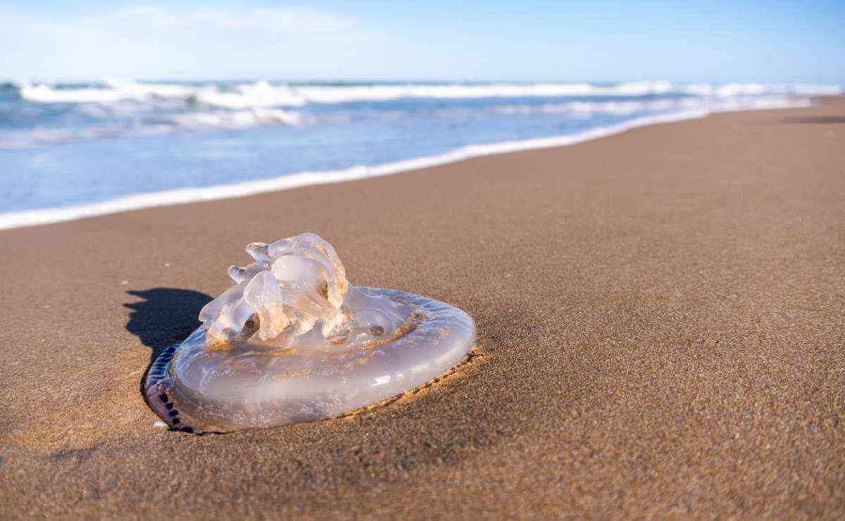 ¿Es cierto que una picadura de medusa se trata con orina?