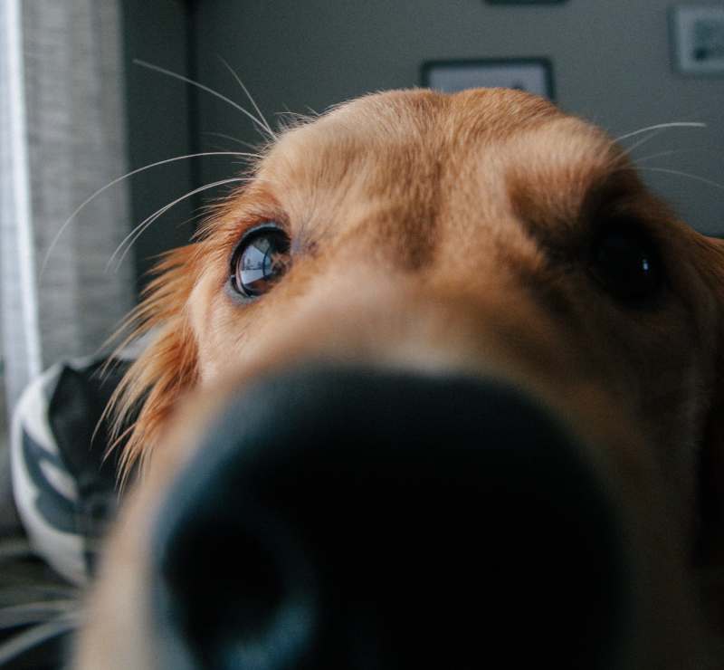 Por qué los perros casi siempre tienen la nariz fría