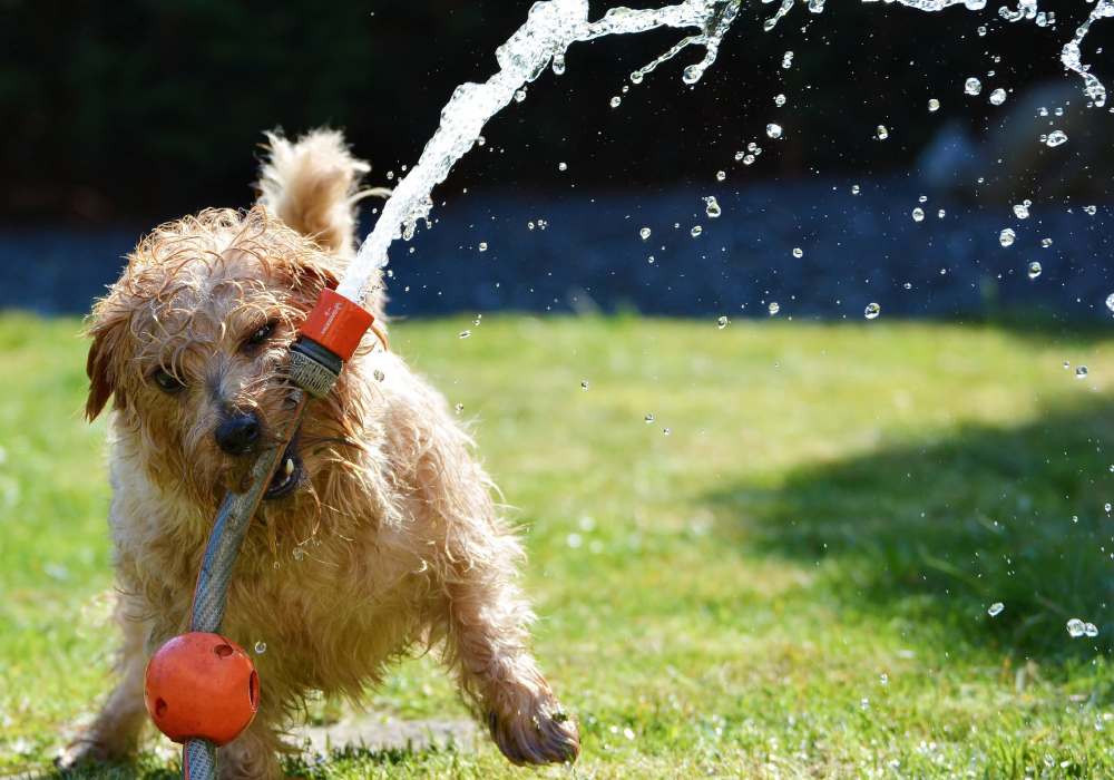 Por qué los perros casi siempre tienen la nariz fría