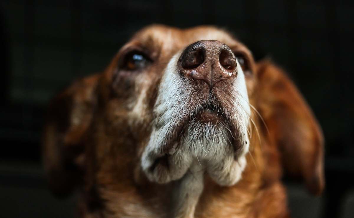 Por qué los perros casi siempre tienen la nariz fría