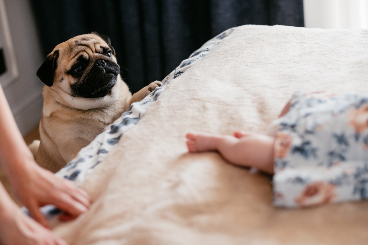 perros pequeños pueden subir a la cama