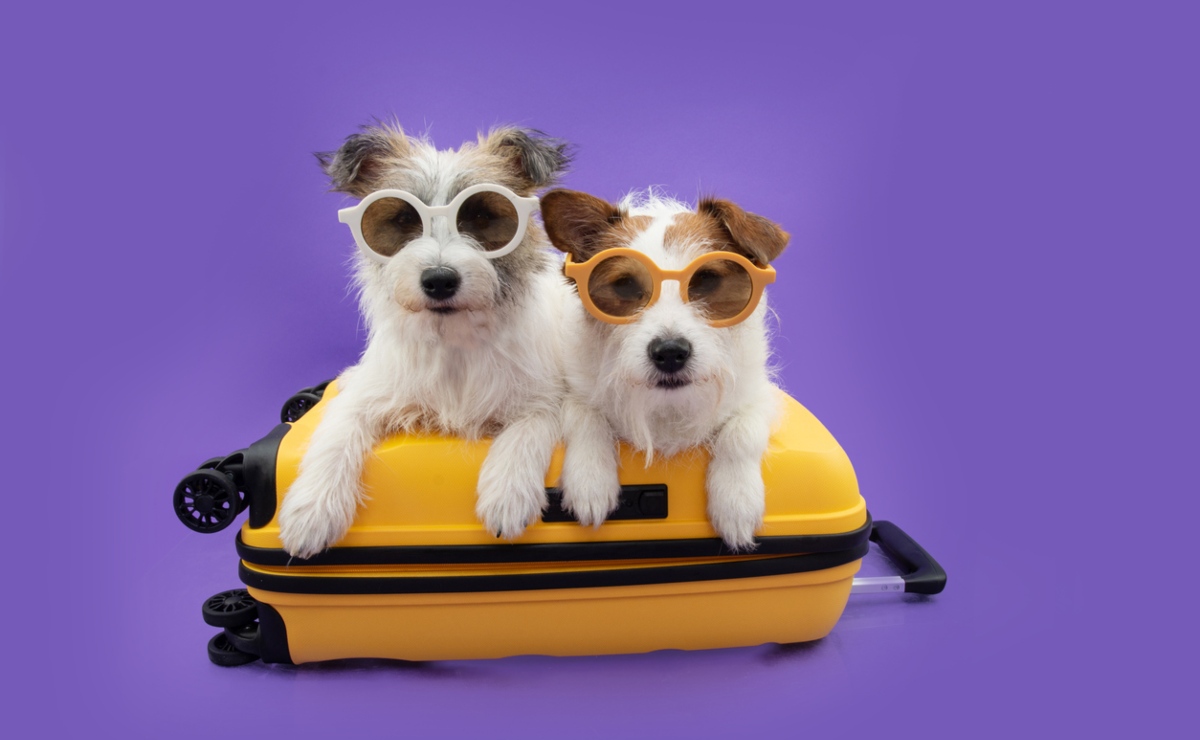 5 tips de seguridad para salir de vacaciones con tus mascotas