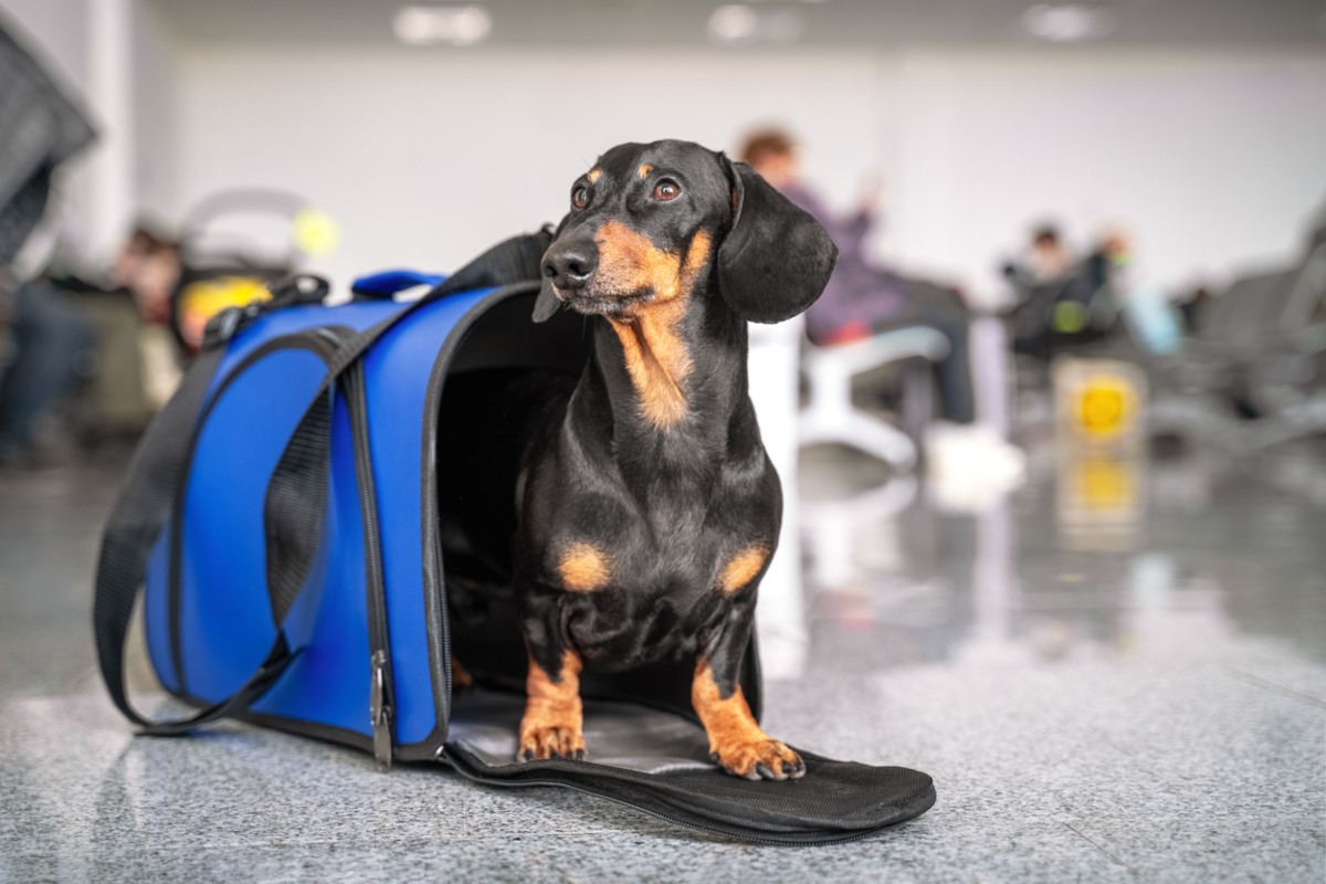 Salir de vacaciones con mascotas