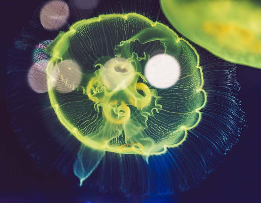 ¿Es cierto que una picadura de medusa se trata con orina?