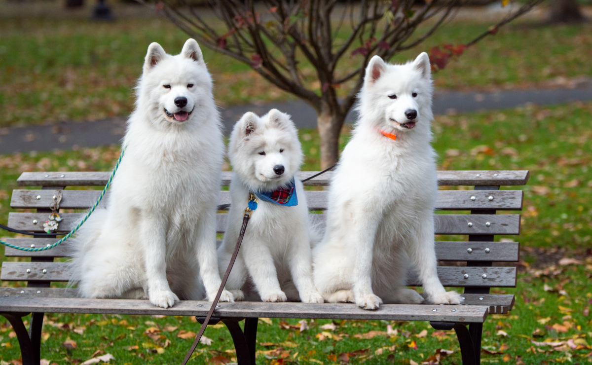 5 de las razas de perros más tranquilas, de acuerdo con expertos