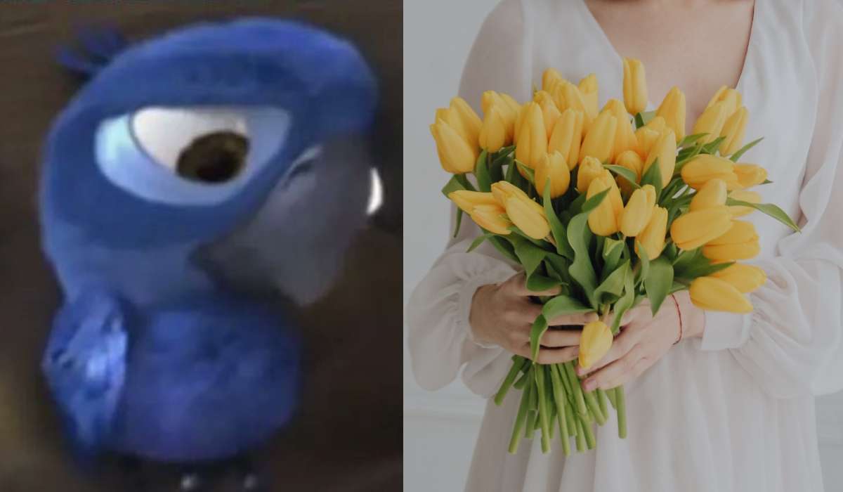 Los mejores memes de "no me dieron flores amarillas"