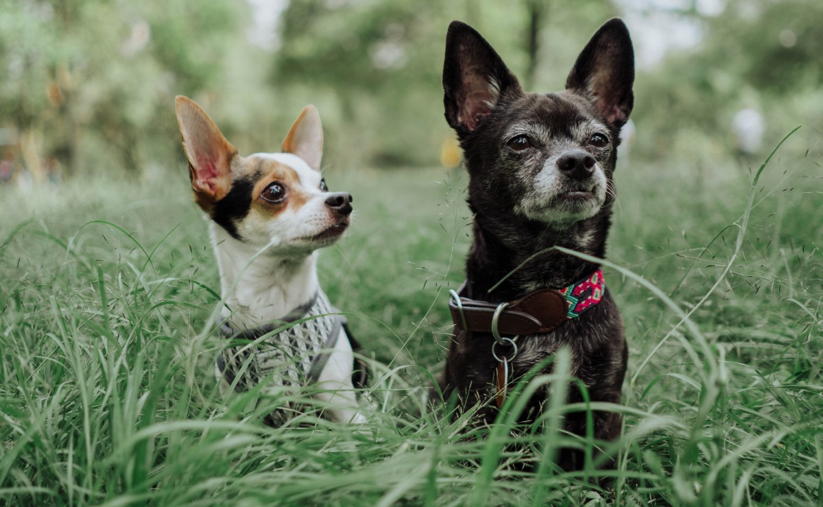 Por qué NO debes cortarle las orejas o cola a tu perro