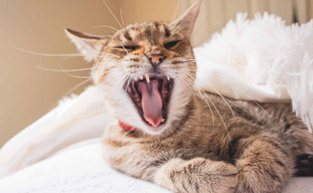 5 cosas que muy probablemente tu gato odia sobre ti