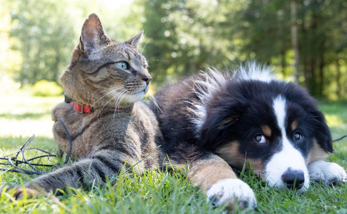 ¿Los perros y gatos pueden padecer demencia?