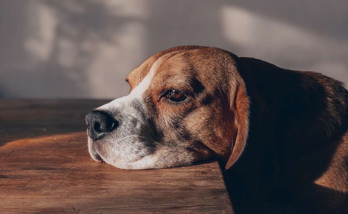 ¿Es cierto que la valeriana ayuda a calmar a tu perro?